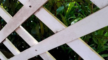 White painted wooden fence behind the house, with textured pattern for beautiful decoration. Concept view behind the greenery.