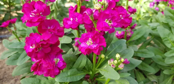 Blommande Matthiola Incana Brompton Stock Hoary Stock Gilly Blomma Flora — Stockfoto