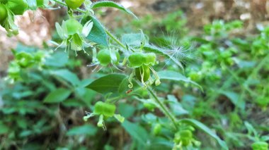 Çiçek açan yabanmersini sineği çiçekleri (Silene baccifera, Cucubalus baccifer), Türk florası.