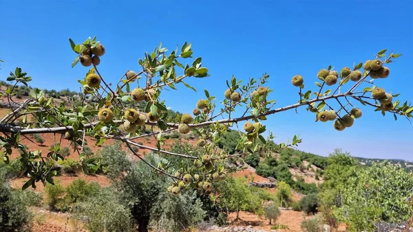 Green acorns of Oak tree, Quercus ithaburensis (national tree of Jordan),Ajloun,Jordan.