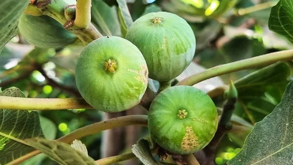 Fresh Green Figs Fruit Ficus Carica Tree Jordan — Zdjęcie stockowe