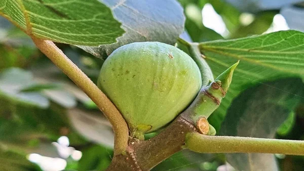 Green Figs Soft Sweet Fruit Ficus Carica Tree — Zdjęcie stockowe