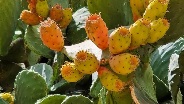 Yellow Orange Colors Prickly Pear Fruit Opuntia Ficus Indica Paddle Stock Picture