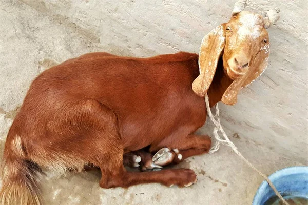 Cutest Damani Goat Capra Aegagrus Hircus Bos Taurus Spiral Horned — стоковое фото