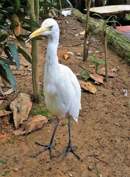 Close Standing White Egret Bird Ardea Alba Bird Park — Foto Stock