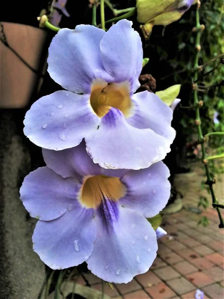 Крупный План Цветущей Thunbergia Laurifolia Laurel Clockvine Blue Trumpet Vine — стоковое фото