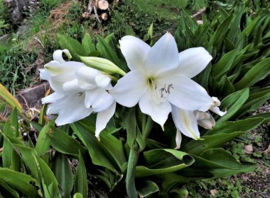 Çiçekli güzellik Crinum moorei (Amaryllis moorei).