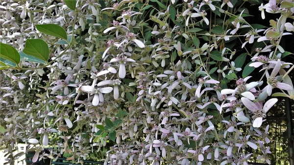Exotic Congea Tomentosa Tropical Evergreen Vine Wooly Congea Shower Orchid — Foto Stock