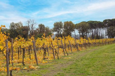 Sonbahar üzüm bağı. Tarım. Dozza, Emilia Romagna, İtalya. 