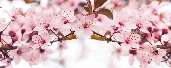 Цветочный Весенний Фон Ветви Цветущей Вишни Розовыми Цветами Мягкий Фокус — стоковое фото