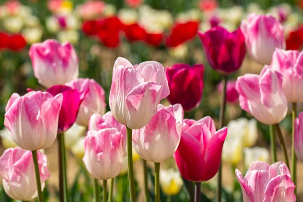 Ampul tarlalarındaki lalelerin çeşitliliği. - Yakın çekim. İtalya. Bolonya..