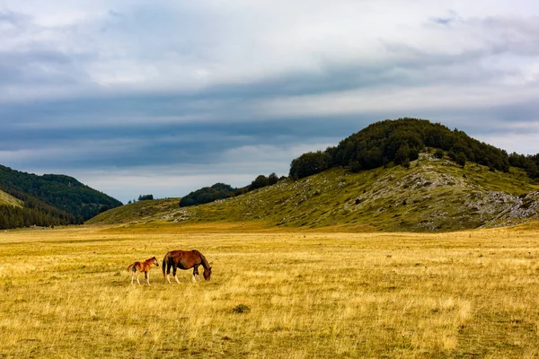 Horse Her Foal Grazing Summer Pasture Eating Grass Field Gran — 스톡 사진