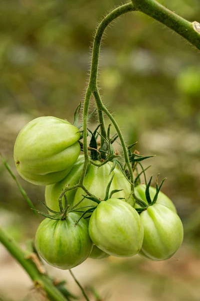 Cultivating Tomatoes Growing Beefsteak Beef Tomato — Stock Photo, Image