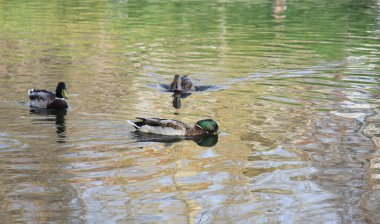 Birçok ördek pürüzsüz bir gölde yüzer.