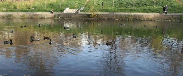 Birçok ördek pürüzsüz bir gölde yüzer.
