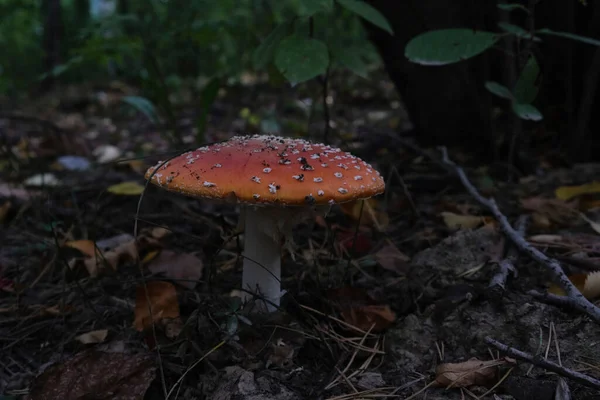 Yapraklar ve dallar arasında doğal ortamda muhomor