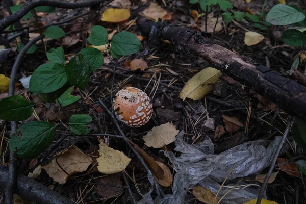 자연 환경에서 잎 과 가지 사이에 있는 버섯 — 스톡 사진