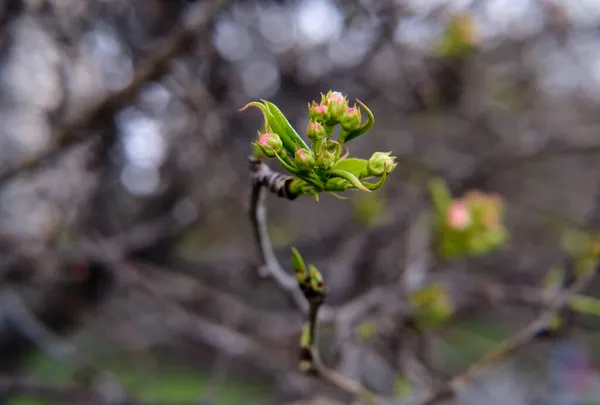 Na začátku jara kvete jablko. — Stock fotografie