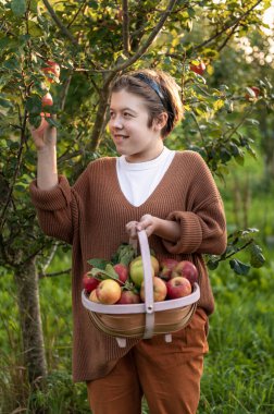 Kız taze organik elma topluyor.