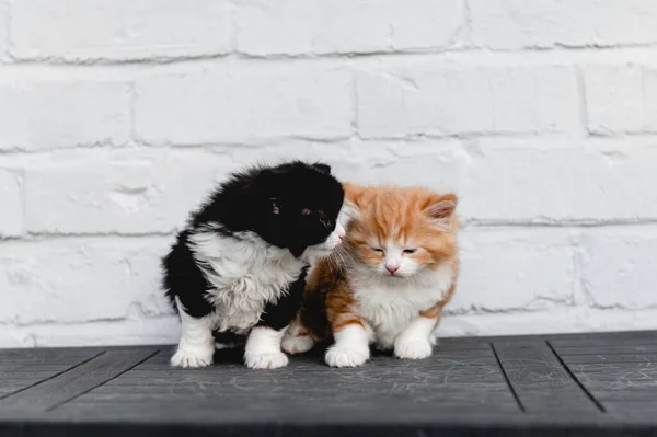 Aranyos gyömbér és fekete-fehér cica — Stock Fotó