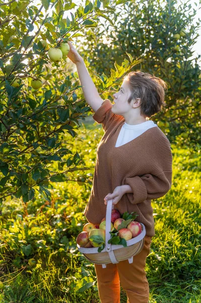 Girl is picking fresh organic apples — Stock Photo, Image