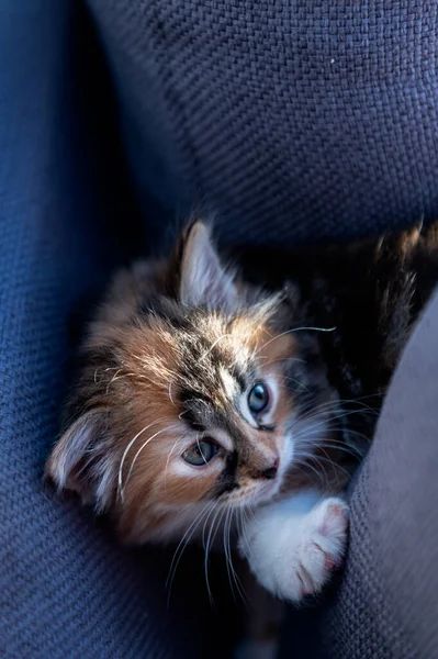 Mignon chaton de 3 couleurs, calico — Photo