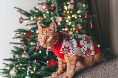 Zencefilli tatlı kedi, xmas jumper giyiyor.