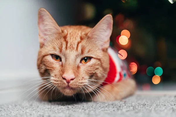 Niedliche Ingwer-Katze im Weihnachtsjumper — Stockfoto