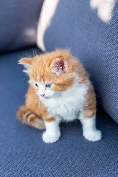 Tatlı kızıl, uzun saçlı kedi yavrusu. — Stok fotoğraf