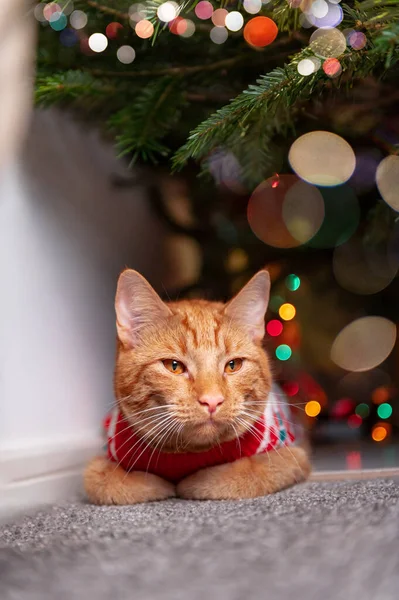 Niedliche Ingwer-Katze im Weihnachtsjumper — Stockfoto