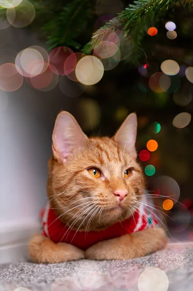 Roztomilý zázvor kočka ve vánočním svetru — Stock fotografie