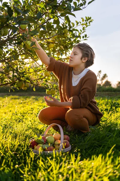 Girl is picking fresh organic apples — Stock Photo, Image