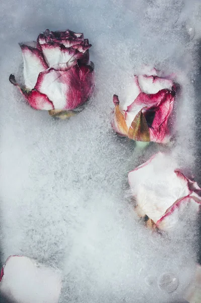 Buz İçinde Donmuş Güller — Stok fotoğraf