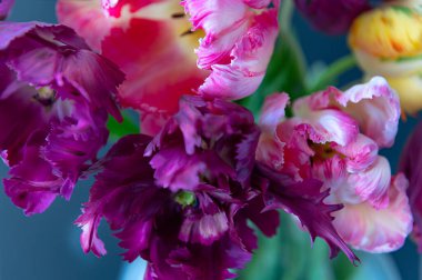 Papağan Tarzı Laleleri