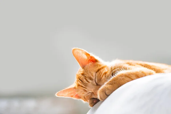 Schattig gember katje slaapt — Stockfoto