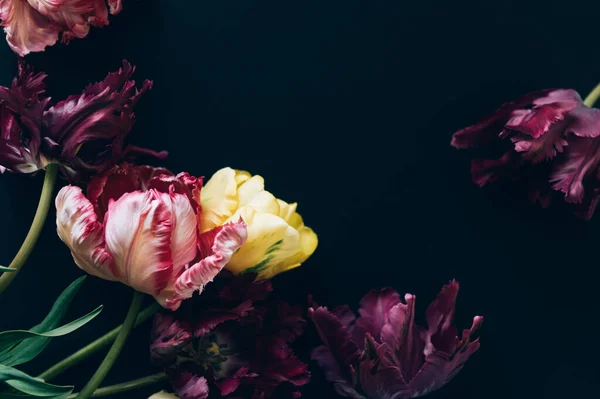 Papağan Tarzı Laleleri