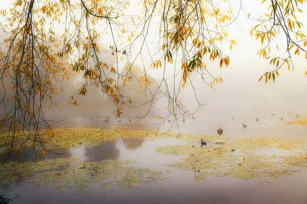 Niebla mañana de otoño sobre el lago — Foto de Stock