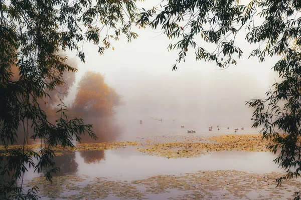 Niebla mañana de otoño sobre el lago — Foto de Stock