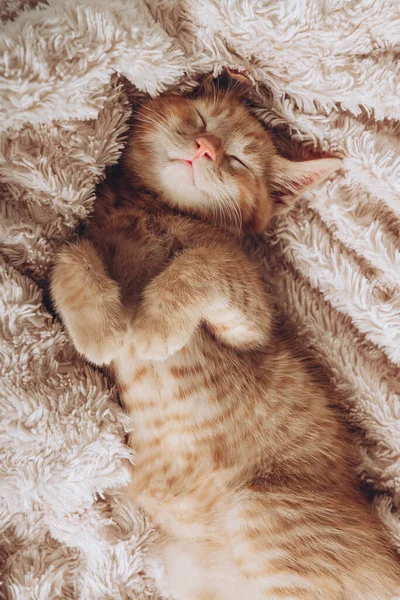 Roztomilé zrzavé kotě spí — Stock fotografie