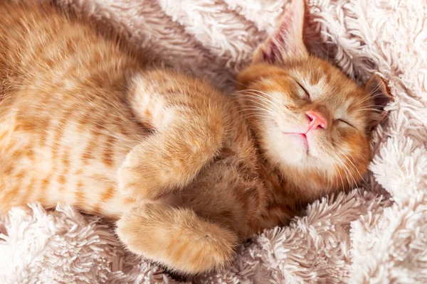 Gatinho de gengibre bonito dorme — Fotografia de Stock