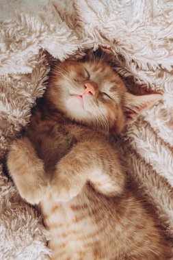 Tatlı kızıl kedi uyuyor.