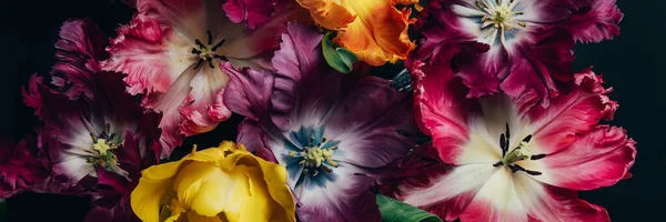 Ein Bündel Tulpen im Papageienstil — Stockfoto