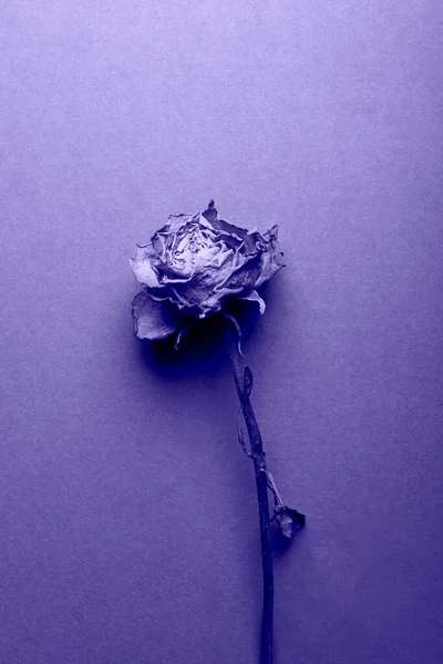 Rosa de laranja seca, bela flor desbotada — Fotografia de Stock