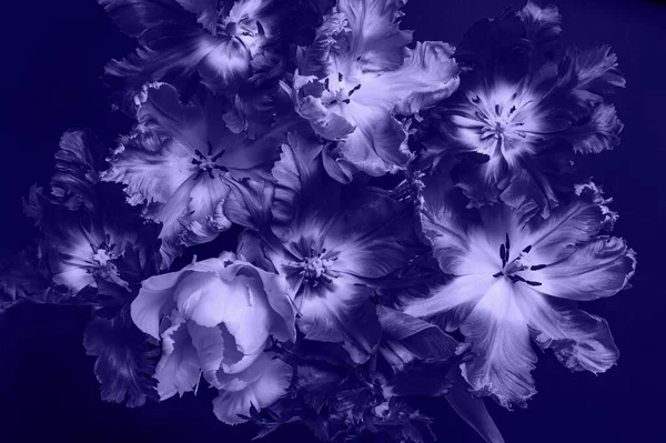 Papağan Tarzı Laleleri