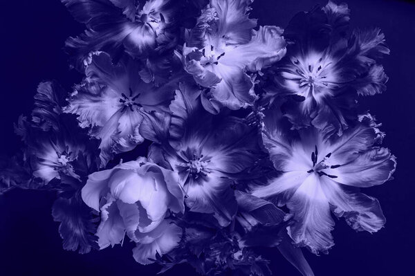 Bunch of Parrot Style Tulips