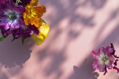 Papağan Tarzı Laleleri