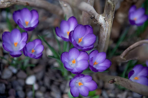 Bahçedeki kır çiçekleri