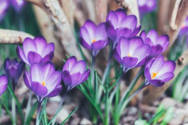 Bahçedeki kır çiçekleri