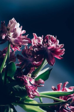 Kurumuş papağan lalelerini kapatın..