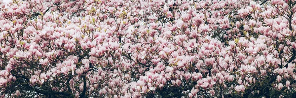 Árbol Magnolia Rosa con Flores Florecientes durante la Primavera — Foto de Stock